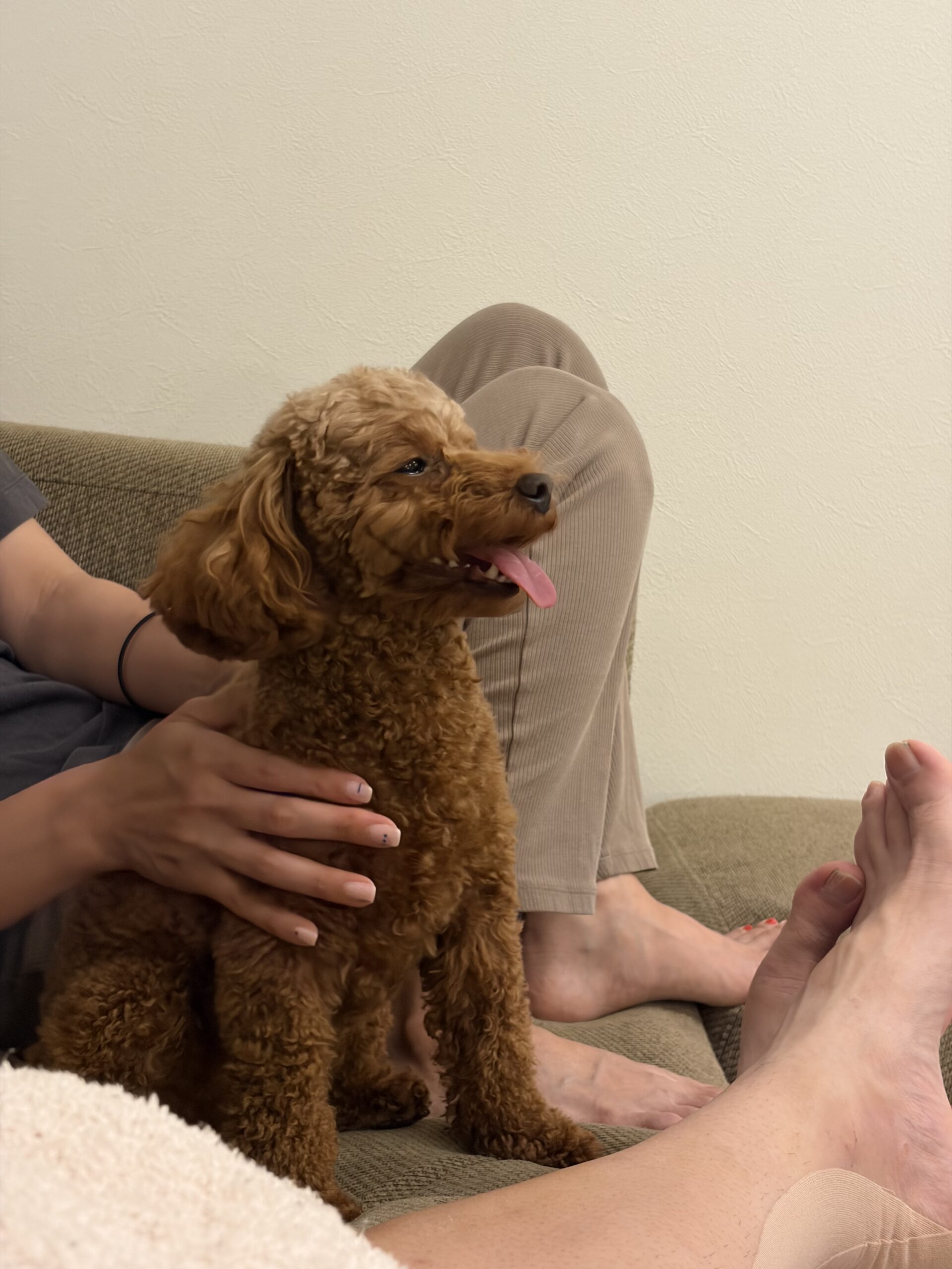 愛犬「あられ」